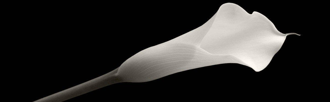 platinum print by Ian Swann